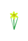Daffodil